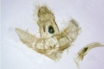 <i>Agonopterix aspersella</i>