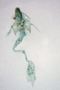 <i>Acleris quercinana</i>