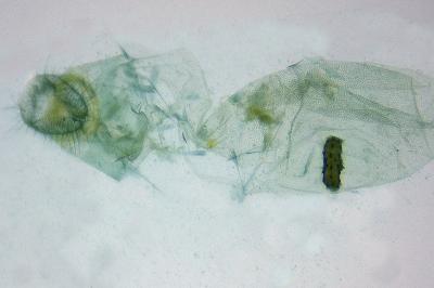 <i>Agonopterix scopariella</i>