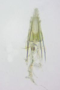 <i>Coleophora dianthi</i>