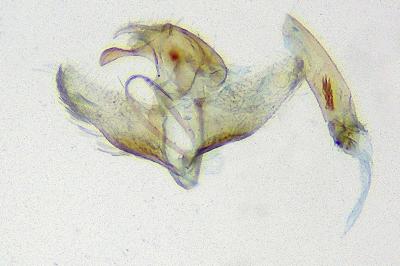 <i>Pleurota ericella</i>