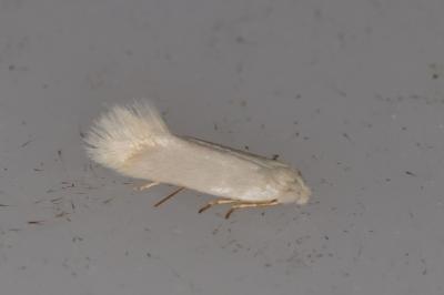 <i>Opostega salaciella</i>