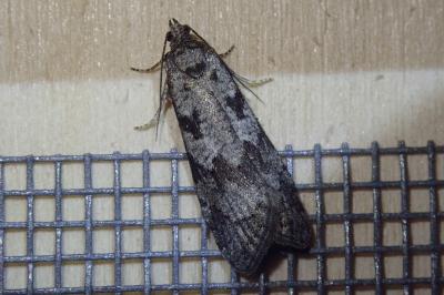 <i>Cnephasia communana</i>