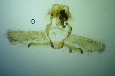 <i>Cnephasia communana</i>