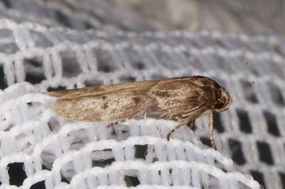<i>Blastobasis glandulella</i>