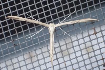 <i>Emmelina monodactyla</i>
