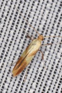 <i>Caloptilia alchimiella/robustella</i>