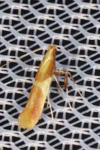 <i>Caloptilia alchimiella/robustella</i>