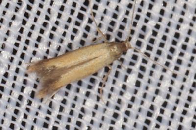 <i>Coptotriche marginea</i>
