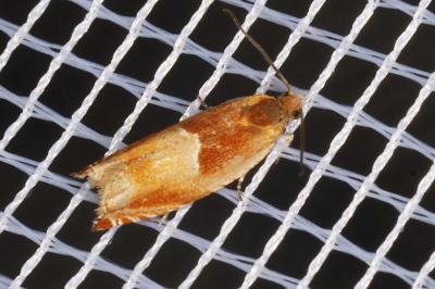 <i>Ancylis mitterbacheriana</i>
