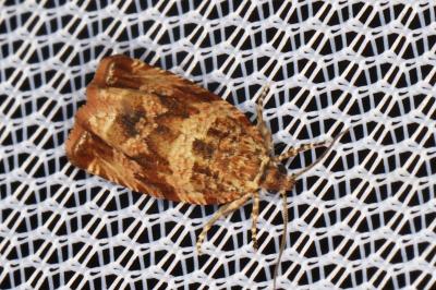 <i>Celypha cespitana</i>