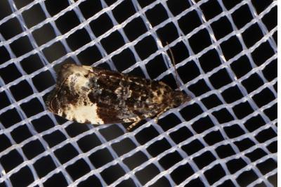 <i>Hedya pruniana</i>