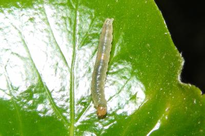 <i>Ditula angustiorana</i>