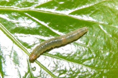 <i>Ditula angustiorana</i>