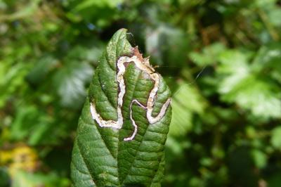 <i>Stigmella aurella/splendidissimella</i>