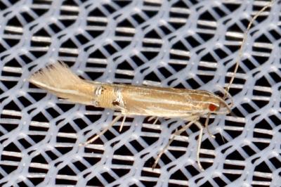 <i>Cosmopterix lienigiella</i>