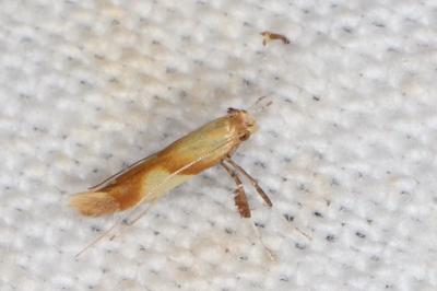<i>Caloptilia robustella</i>