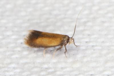 <i>Coptotriche marginea</i>