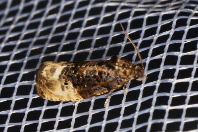 <i>Hedya nubiferana</i>