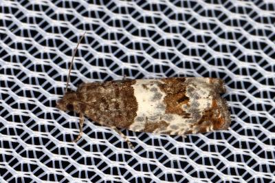<i>Notocelia trimaculana</i>