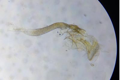 <i>Caloptilia alchimiella</i>