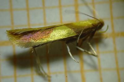 <i>Caloptilia alchimiella</i>