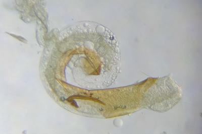 <i>Hofmannophila pseudospretella</i>