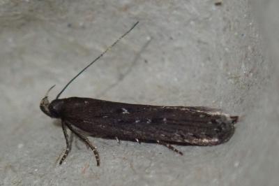 <i>Neofaculta ericetella</i>