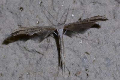 <i>Emmelina monodactyla</i>