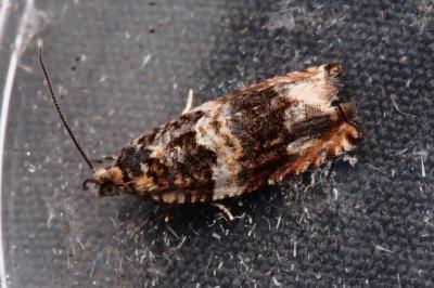 <i>Gypsonoma imparana/minutana</i>