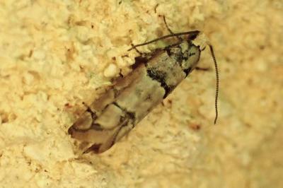 <i>Pseudococcyx tessulatana</i>