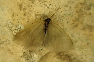<i>Rebelia plumella surientella</i>