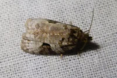 <i>Apotomis semifasciana</i>