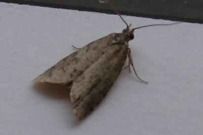 <i>Cnephasia</i>