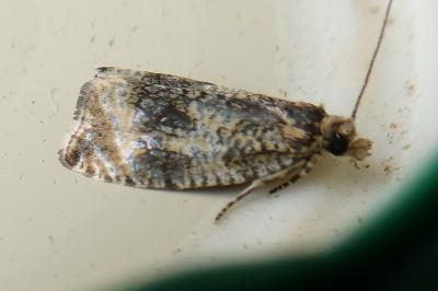 <i>Celypha lacunana</i>