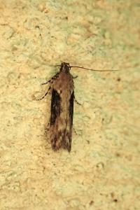 <i>Scrobipalpa costella</i>