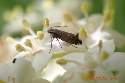 <i>Glyphipterix simpliciella</i>