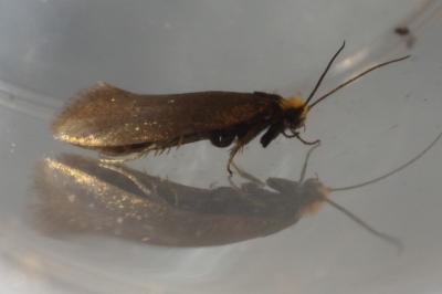<i>Incurvaria koerneriella</i>