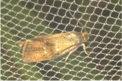 <i>Ptycholoma lecheana</i>