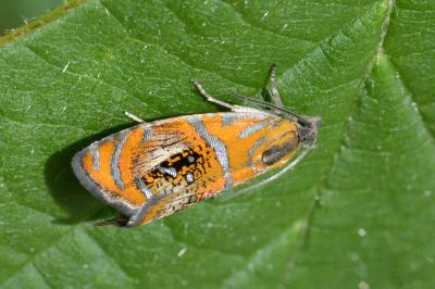 <i>Olethreutes arcuella</i>