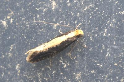<i>Monopis crocicapitella</i>