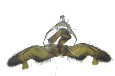 <i>Rhyacionia maritimana</i>