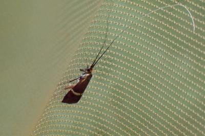 <i>Adela australis</i>