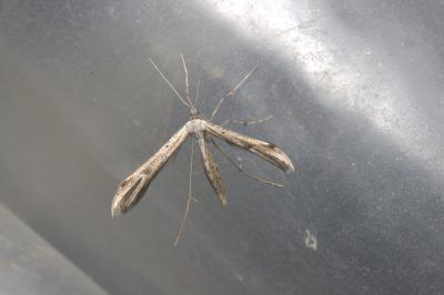 <i>Emmelina monodactyla</i>