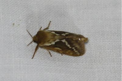 <i>Korscheltellus lupulinus</i>