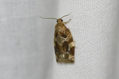 <i>Archips xylosteana</i>