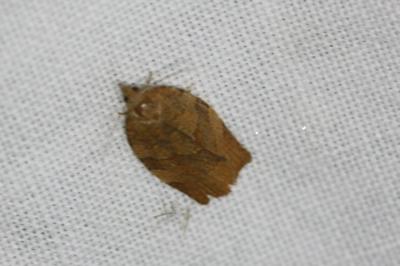 <i>Pandemis heparana</i>