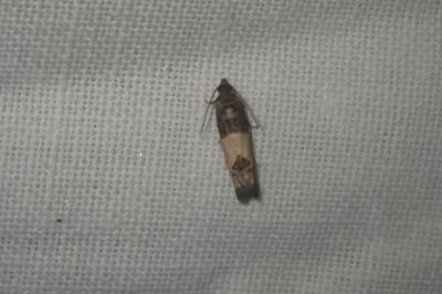 <i>Spilonota ocellana</i>