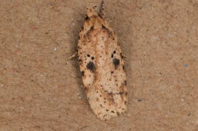 <i>Agonopterix arenella</i>