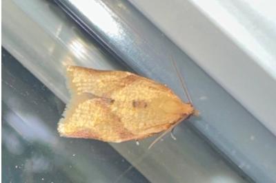 <i>Clepsis consimilana</i>